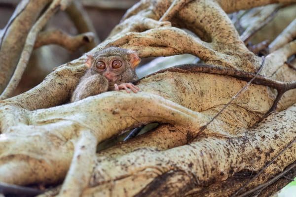 Tangkoko tarsier monkey