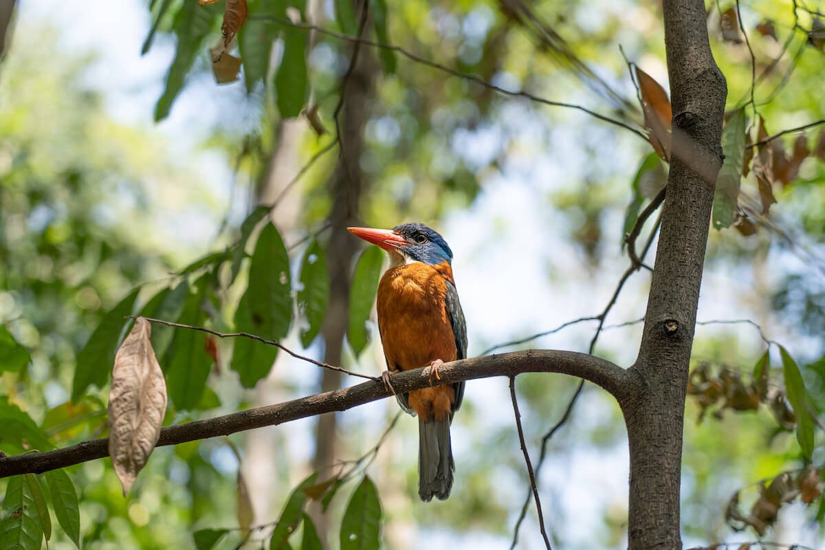 DSC08906 copy Kingfisher at Tangkoko