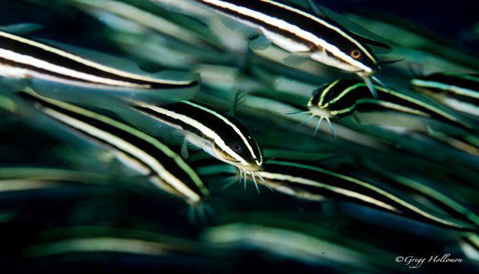 Our knowledge and passion of Lembeh is contagious