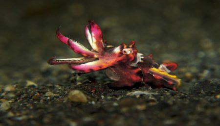 Flamboyant Cuttlefish (Metasepia pfefferi) David Allan, Lembeh Strait Indonesia 2017