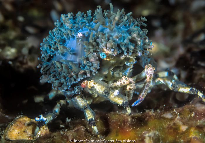 Fish Geek Lembeh
