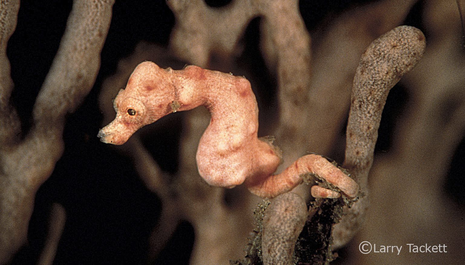 Discovering the Denise Pygmy Seahorse