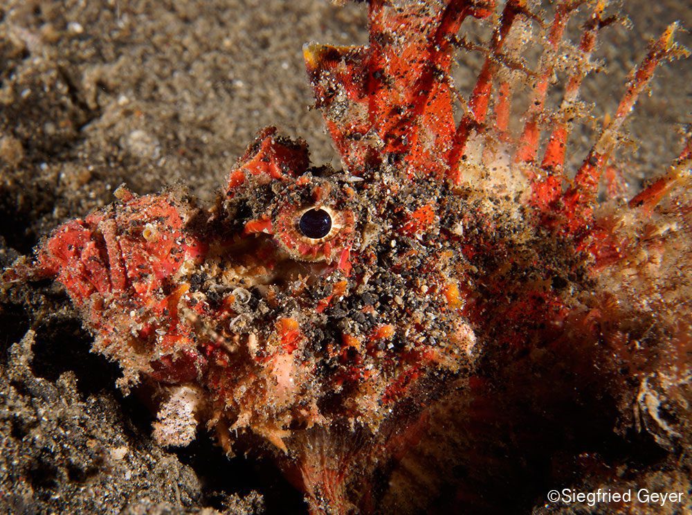 Devil Scorpionfish photography