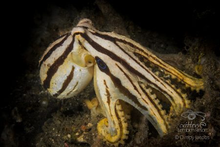 Mototi Octopus (Poison Ocellate octopus, Dimpy Jacobs, Critters@Lembeh Lembeh Resort, Lembeh Strait Indonesia 2016