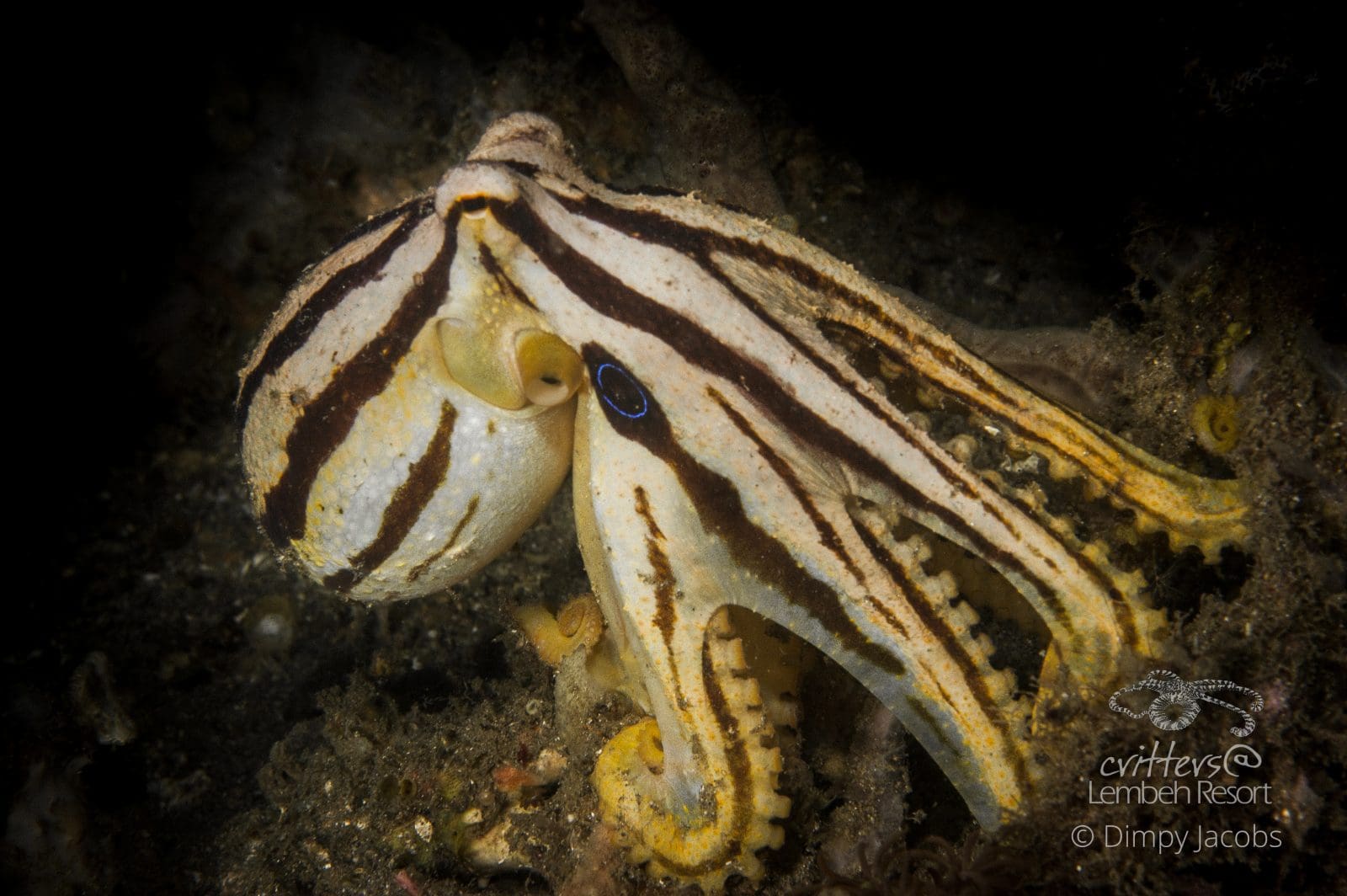 dimpy-jacobs-mototi-octopusamphioctopus-siamensis