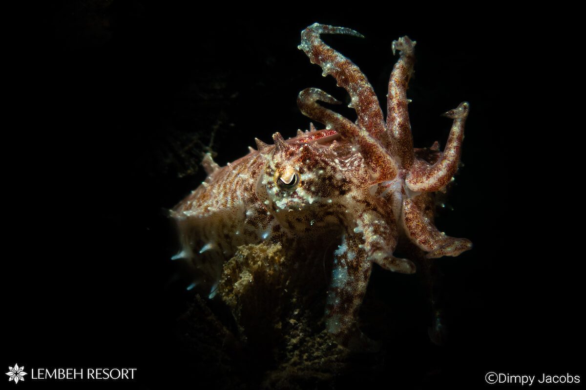 Dimpy cuttlefish copy C