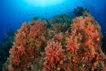 Coral Reef in Lembeh