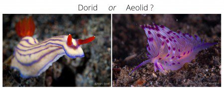 Dorid-or-Aeolid-nudibranch, Nudibranch, Lembeh Strait, North Sulawesi Indonesia, Bitung, critters@Lembeh Resort, Lembeh Resort,underwater photography,