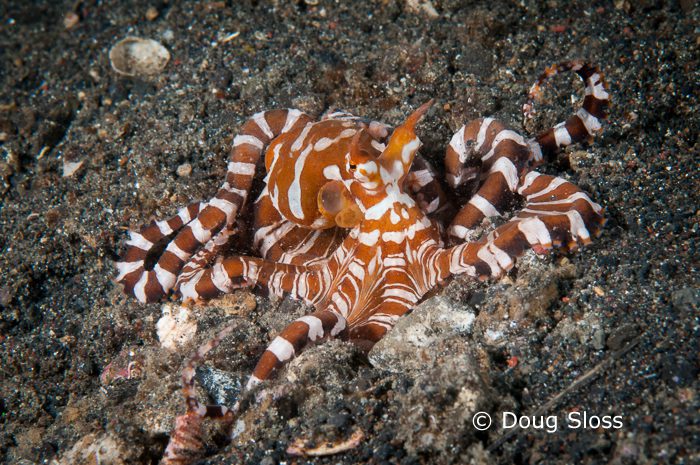 Recap from Day Two of ‘Capturing Critters @ Lembeh’