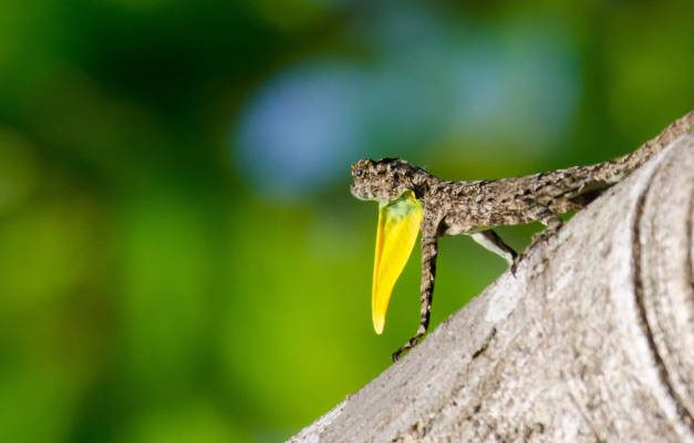 Tangkoko flying lizard
