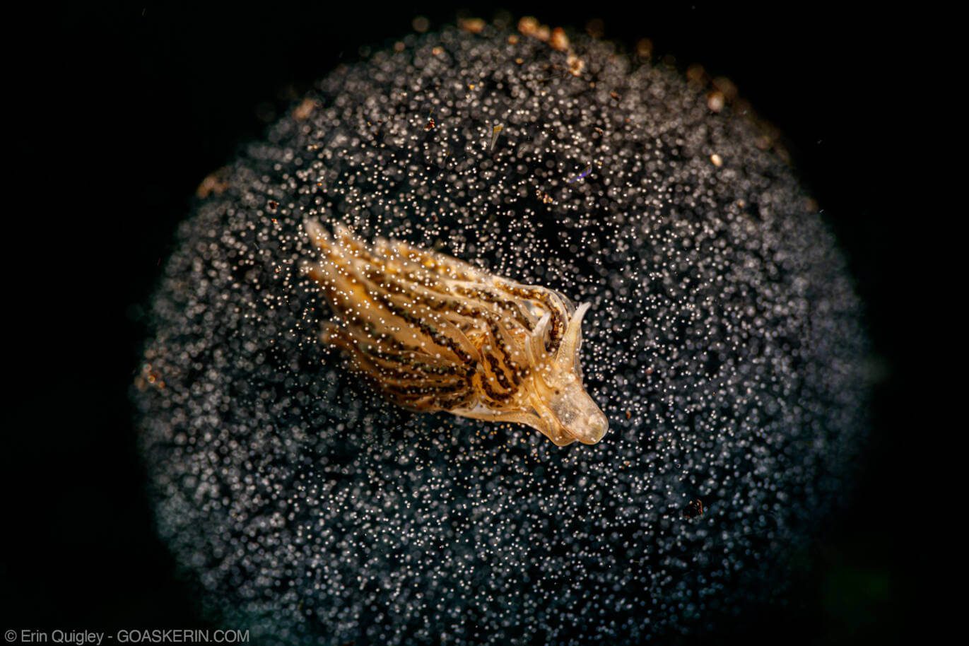 nudibranch