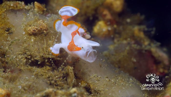 Critters of the Lembeh Strait | Eat Dessert First