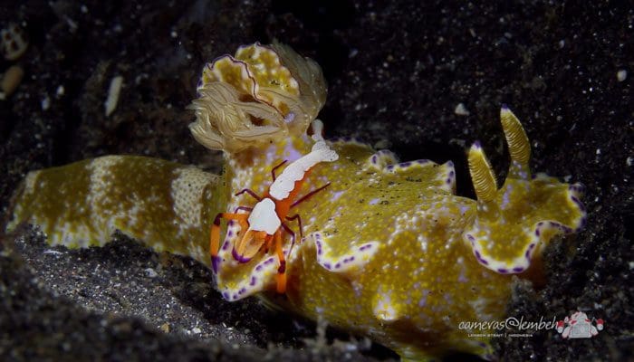 Critters Of The Lembeh Strait | Episode 3/2014