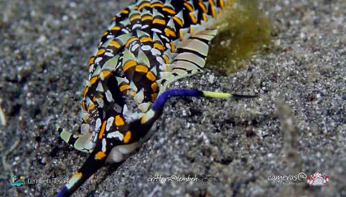 Critters of the Lembeh Strait | Episode 04 – 2015 | March of the Nudis Part 2