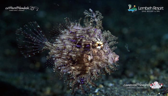 Critters of the Lembeh Strait | Episode 18/2014