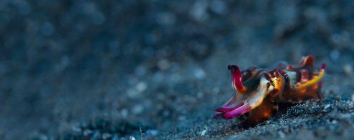 Capturing Critters in Lembeh Underwater Photography Workshop 2018
