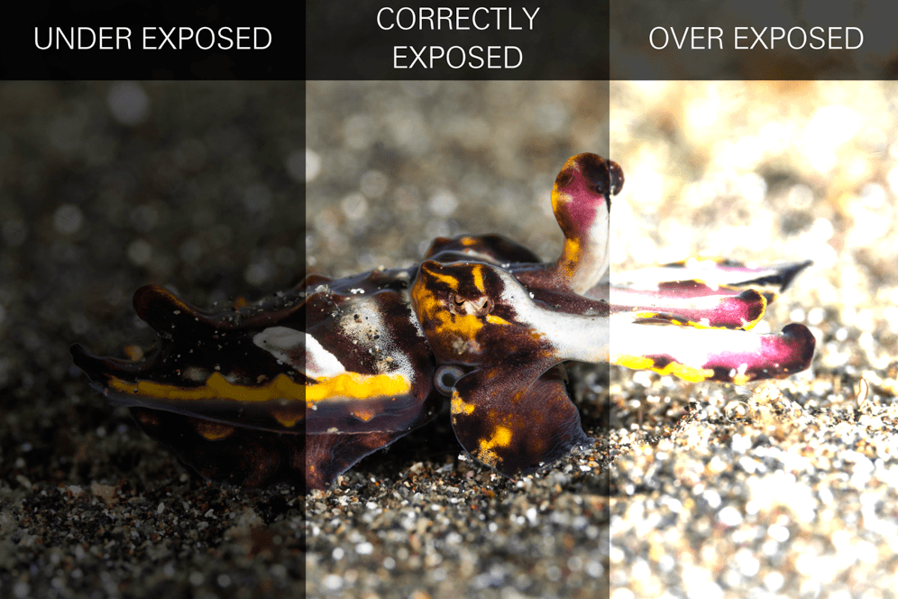 Macro underwater photography