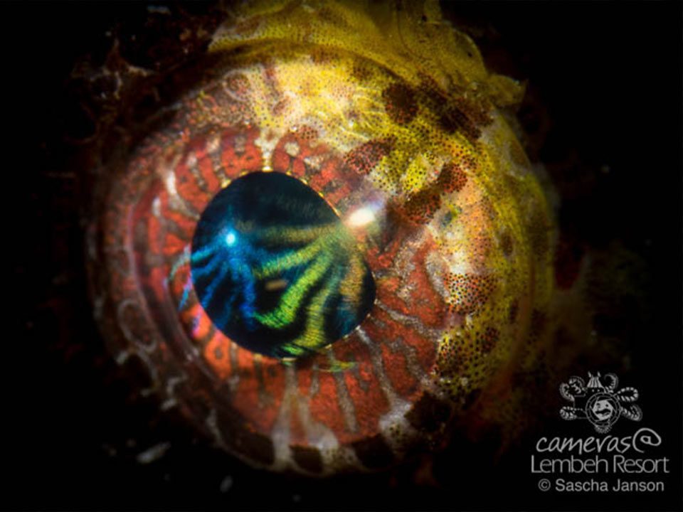Eyes-shortfisn-lionfish
