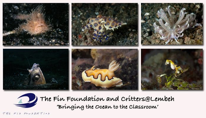 Bring The Ocean To The Classroom – Fin Foundation