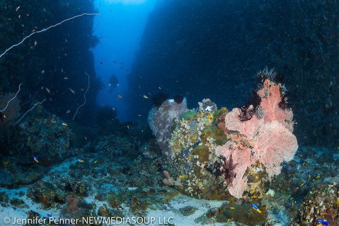 Fireball Lembeh