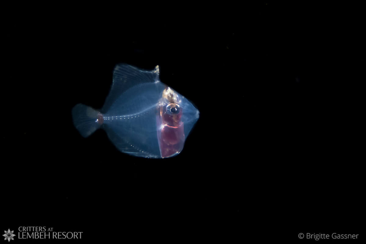 OLYMPUS DIGITAL CAMERA Night dives Lembeh