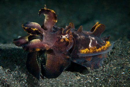 Flamboyant cuttlefish, Metasepia pifferi,Lembeh Strait, North Sulawesi Indonesia, Bitung, critters@Lembeh Resort, Lembeh Resort