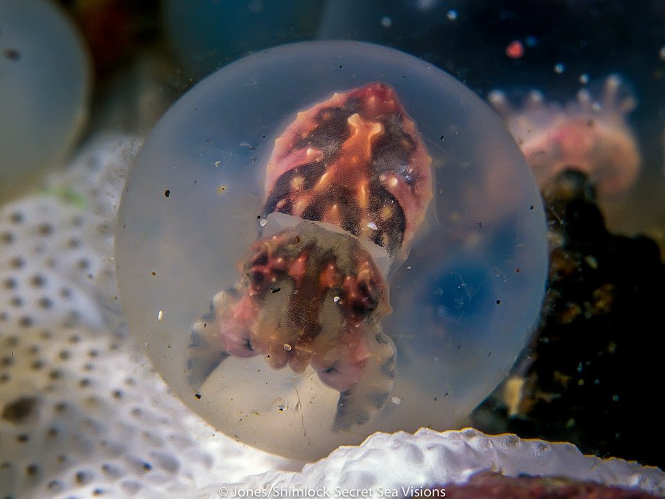 Flamboyant-cuttlefish-eggs--Burt-Jones---Maurine-Shimlock