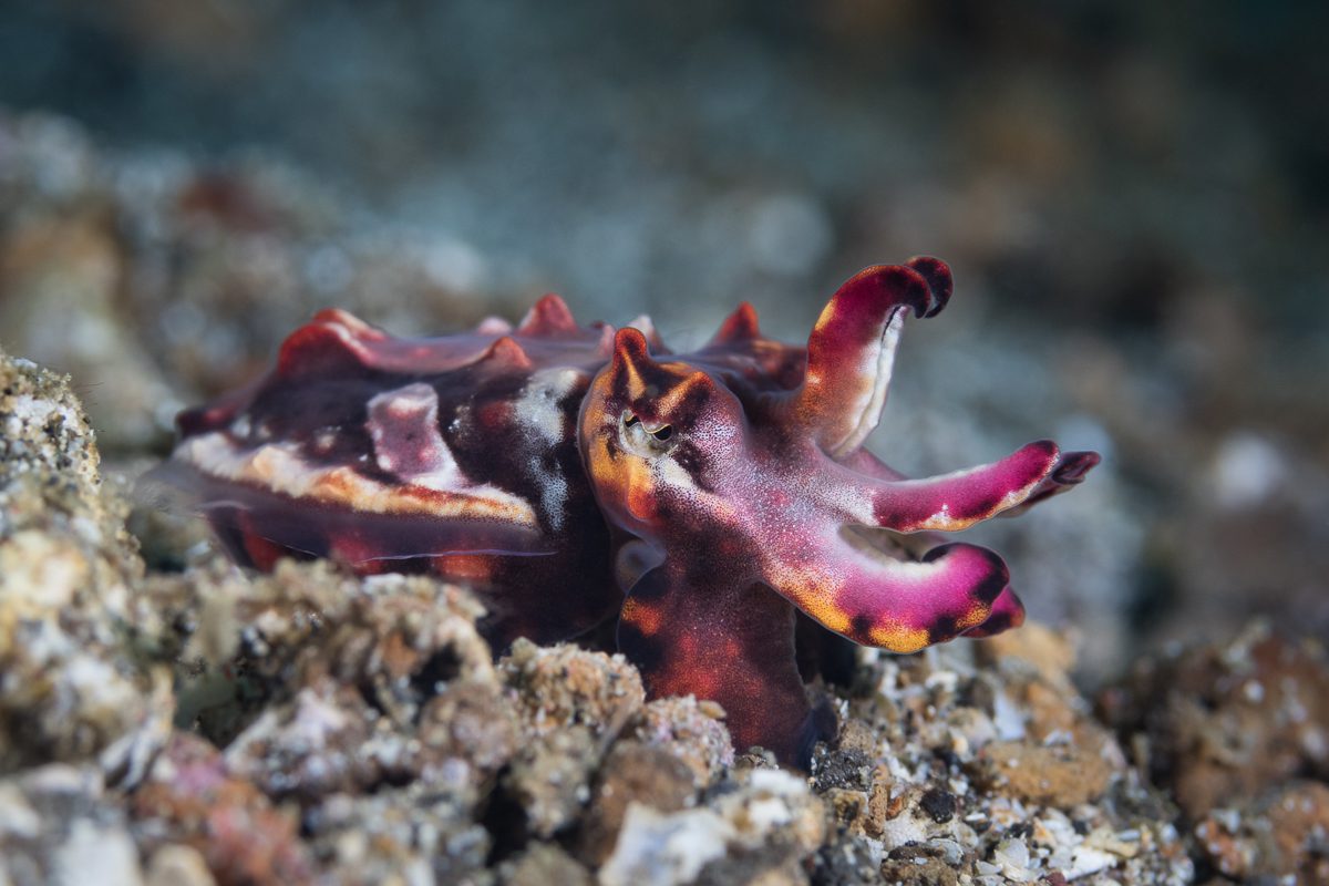 Flamboyant cuttlefish hunting their prey on sea bed