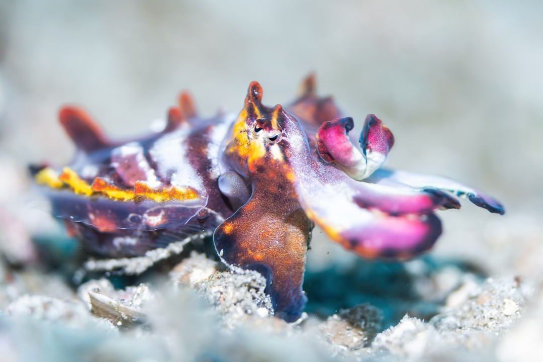 Upclose image of flamboyant cuttlefish on the Lembeh strait sea bed