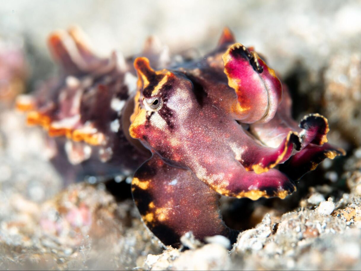 The details of flamboyant cuttlefish unique colour