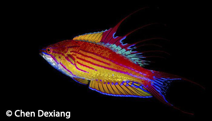 Flasher Wrasse Diving