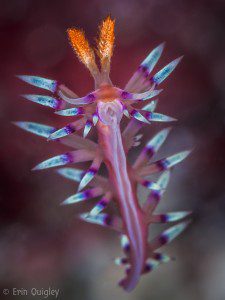 Flabellina exoptata, FootHealthMonth, Nudibranch, Lembeh Strait, North Sulawesi Indonesia, Bitung, critters@Lembeh Resort, Lembeh Resort,underwater photography,Erin Quigley