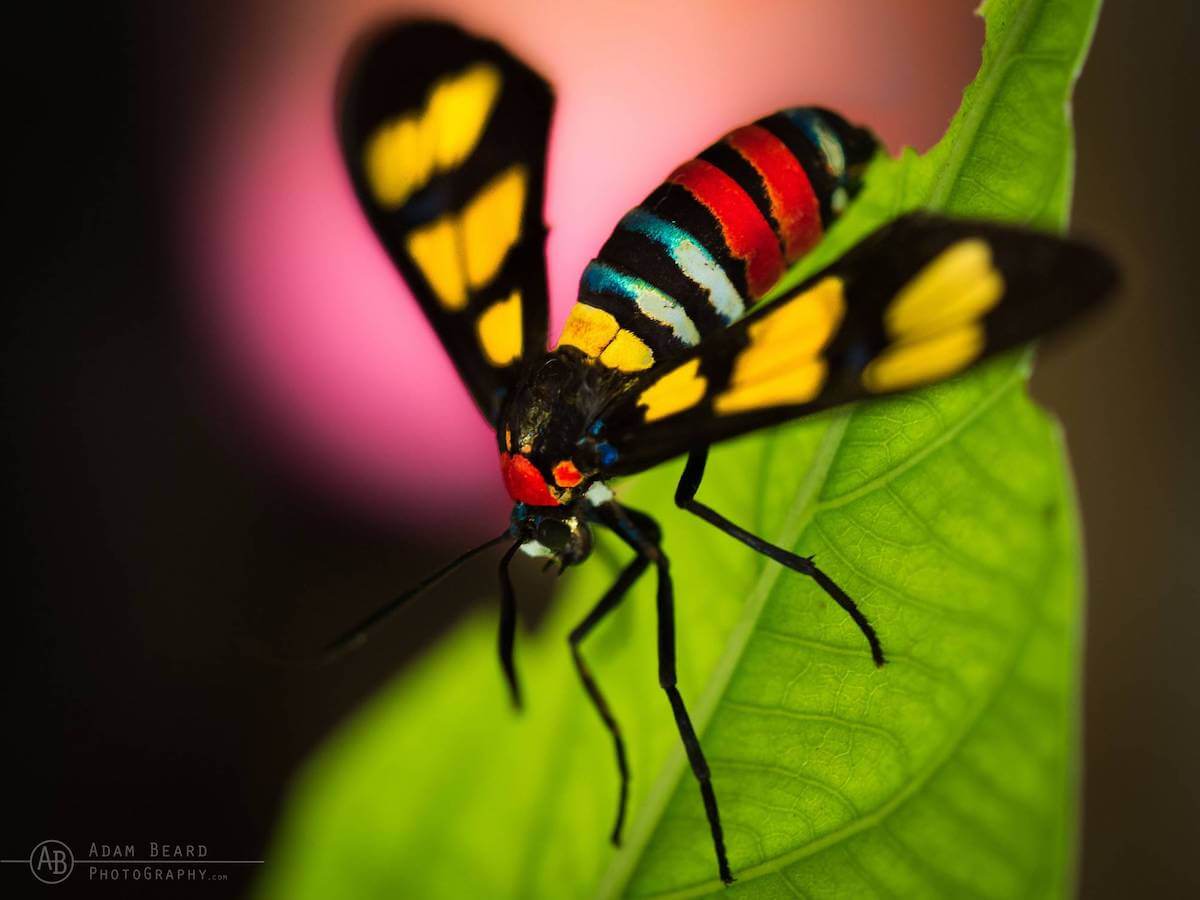 Wildlife of Lembeh: Forester Moth Sulawesi