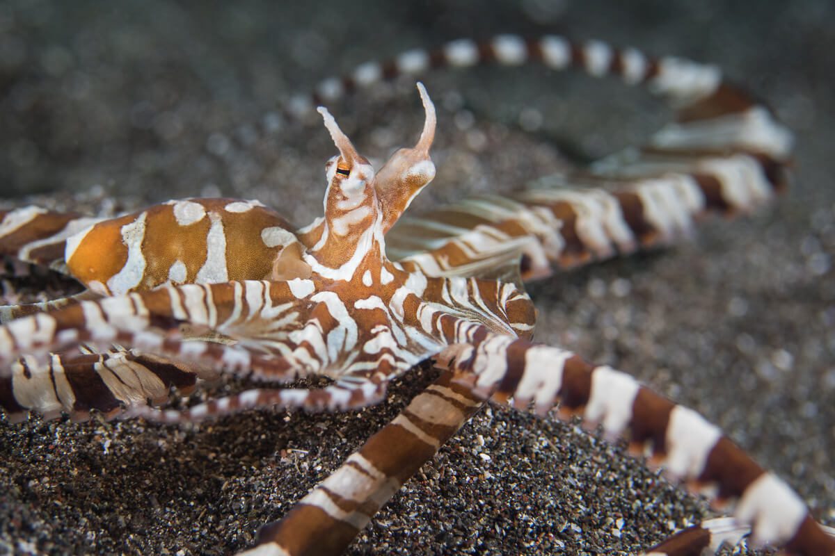Fred Wunderpus Wunderpus octopus Lembeh