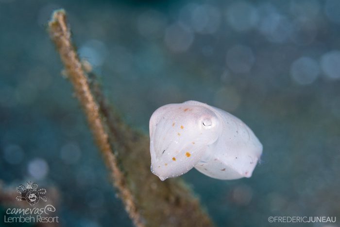 Juvenile cuttlefish Lembeh