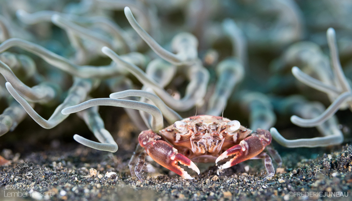 Harlequin crab Lembeh crustacean