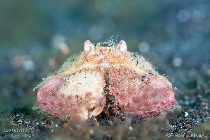 Shame-faced box crab
