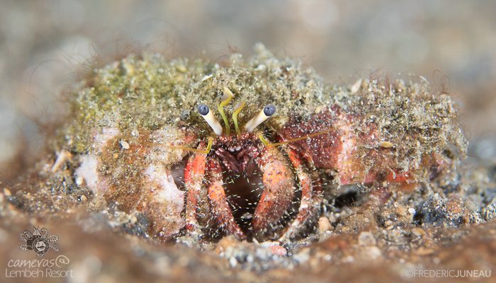 Hermit crab crustacean Lembeh