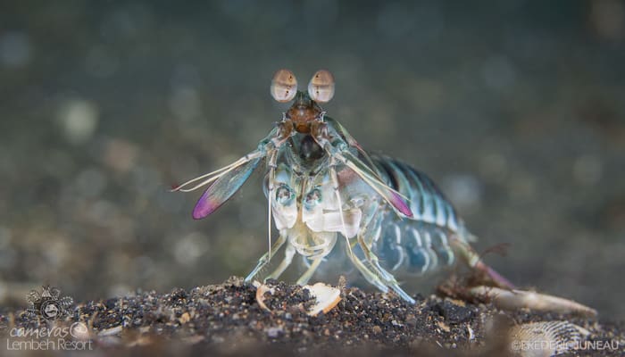 Mantis shrimp crustacean Lembeh