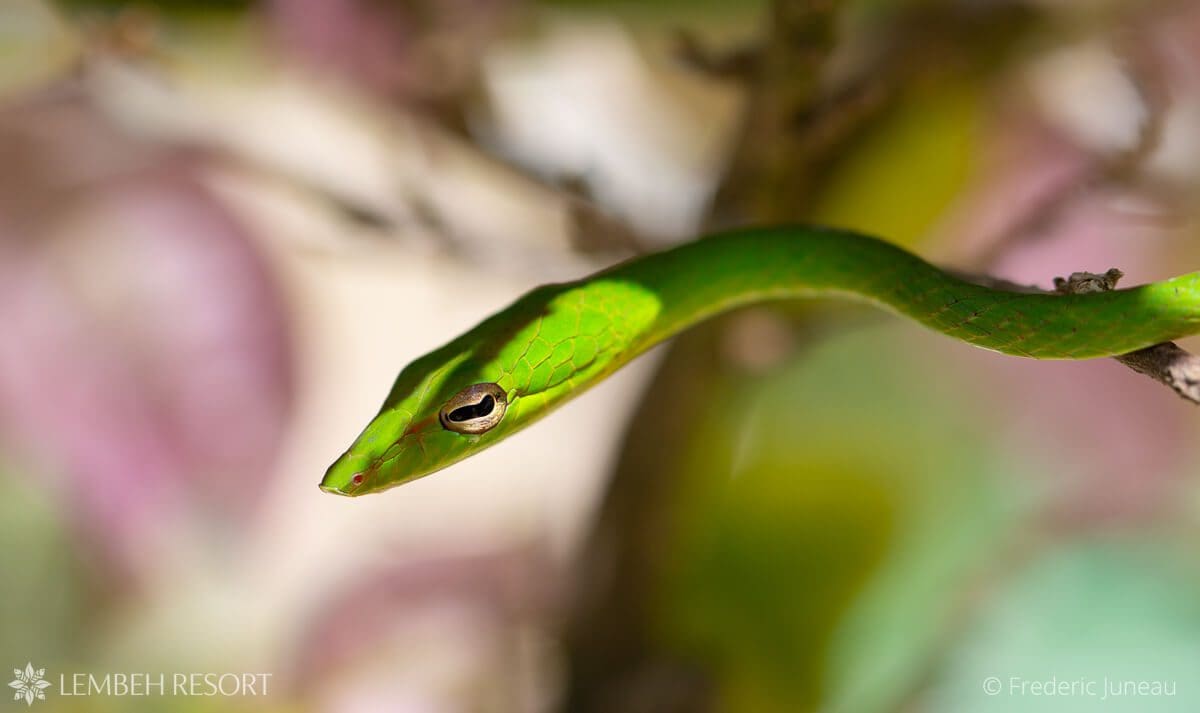 Wildlife of Lembeh: Green snake Sulawesi