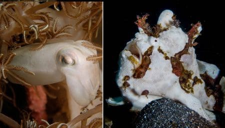 Frogfish and cuttlefish, Lembeh Strait Indonesia 2017