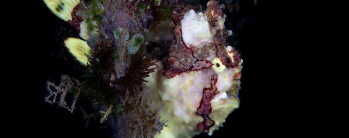 Frogfish Photography