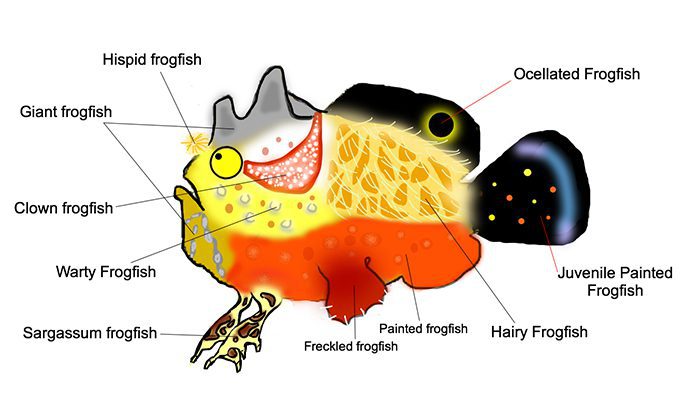 10 Facts about Frogfish
