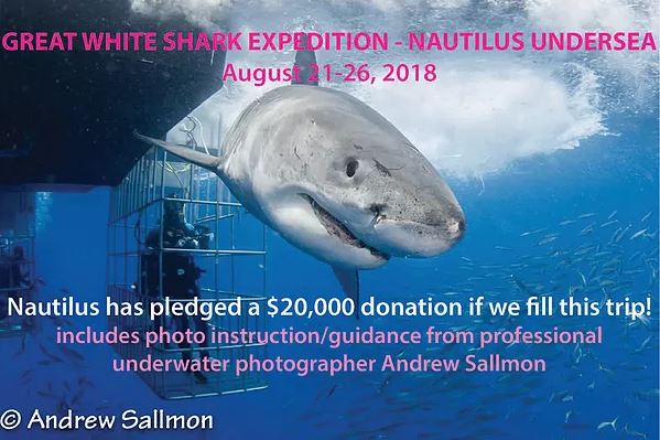 Great White Expedition