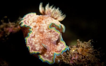 Nudibranch photography