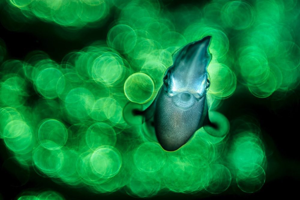 Tobias Friedrich Lembeh