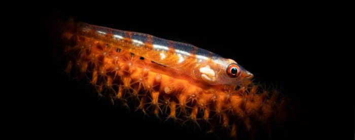 Goby fish, Critter at Lembeh