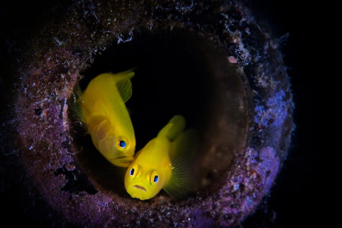 Muck Diving goby