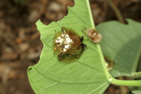 Wildlife of Lembeh: Gold Beetle
