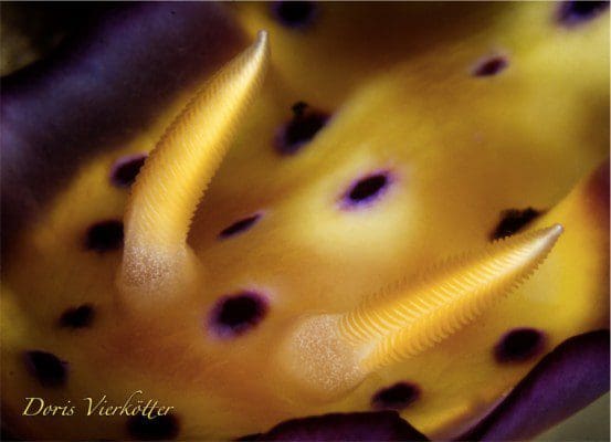 Goniobranchus kuniei, Nudibranch, Lembeh Strait, North Sulawesi Indonesia, Bitung, critters@Lembeh Resort, Lembeh Resort,underwaterphotography, Doris Vierkötter
